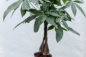 Pachira